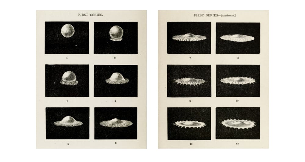 Two pages from an old book with six   black and white illustrations on each,  depicting a drop of water hitting a surface and then spreading and splashing and transforming into something bigger and unrecognisable